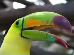 Sur la photo de la question prcdente, on peut voir la silhouette d'un toucan !