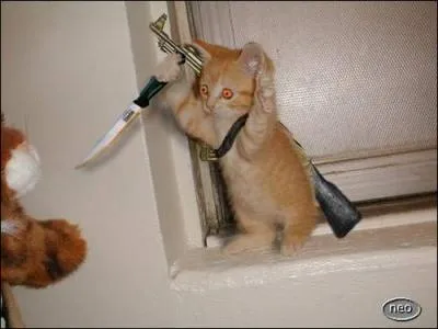 L'oeil du chat a trois paupires !