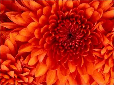 Lisa mange-t-elle de la viande ?