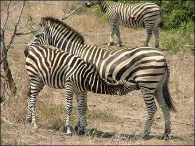 Quel est le petit du zbre ?