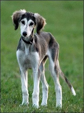 Le bb lvrier a un nom :