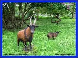Quel est le nom du petit du bouc ?