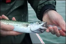 Comment se nomme le bb maquereau ?