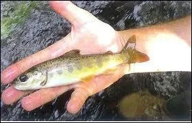 Le petit du saumon est un saumonneau, mais encore :