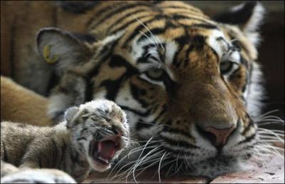 Et voici le bébé tigre :