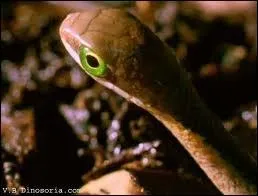 Quel est le nom du petit du serpent ?