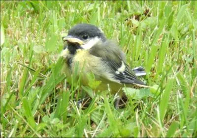 Et voici un bb oiseau :