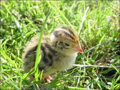 Quel est le nom du petit de la caille ?
