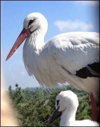 Quel est le nom du petit de la cigogne ?