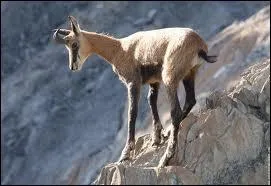 Quel nom porte le petit du chamois ?
