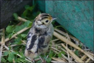 Comment nomme-t-on le bb faisan ?