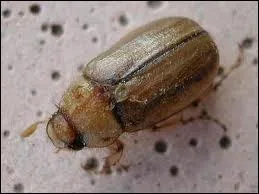 Voici une colle avec le bb hanneton :