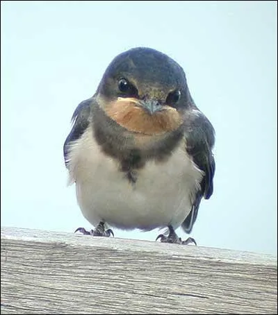 Qui est le petit de l'hirondelle ?