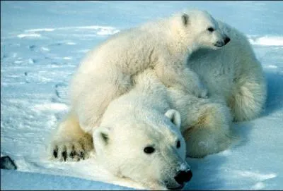 Magnifique image de tendresse avec cette maman ours et son petit :