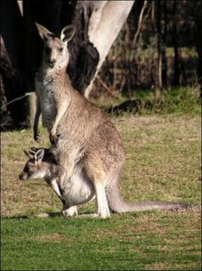 En France le bébé kangourou n'a pas de nom spécifique, mais comment est-il surnommé en Australie ?