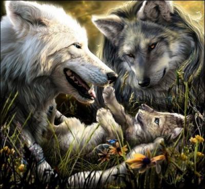 Tendre image de ce couple de loups et leur petit ...