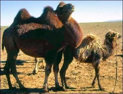 Comment se nomme le bb chameau ?