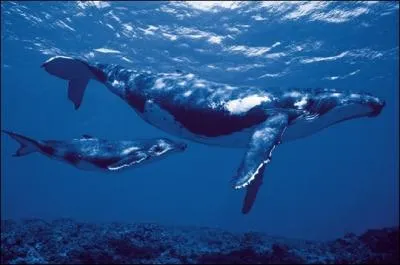 Et celui de la baleine ?