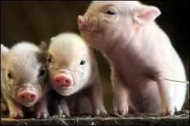 Le petit du verrat est un porcelet, mais quel est son autre nom ?