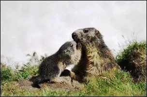 Quel est le petit de la marmotte ?