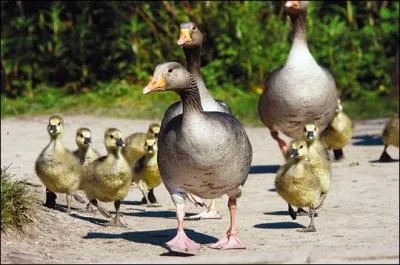 Comment se nomme le petit du jars ?