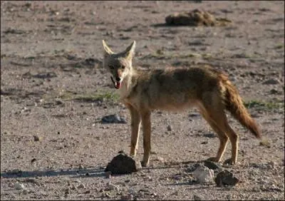 On peut photographier des chacals sauvages en Italie !