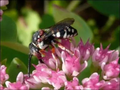 Il existe des espces d'abeilles qui ne vivent pas dans une ruche, mais vivent  deux, en couple !