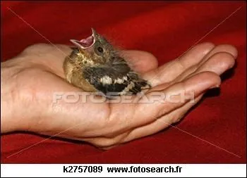 Dans le rgne animal, un  pulli  est une jeune belette !