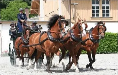 Quelle la race de ces petits chevaux suisses ?