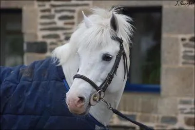 Quelle la race de ce poney utilis pour le sport ?