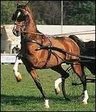 Quelle est sa race ?