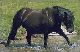 Quelle est la race de ce poney de randonne ?