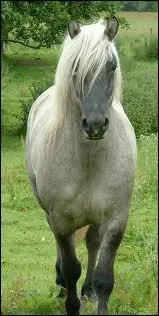 Quelle est la race de ce poney venant d'cosse ?