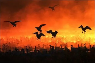 Ce magnifique spectacle doit vous faire penser  ...