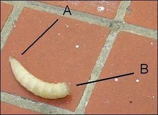De quel insecte l'asticot est-il la larve ?