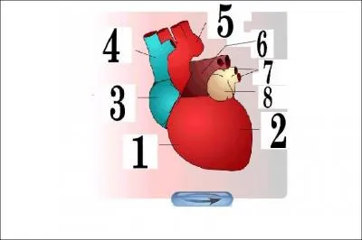 A quoi correspond le numéro 1 ? Clique sur le shéma pour l'agrandir.