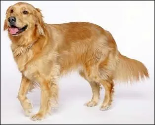 De quelle race de chien s'agit-il ?