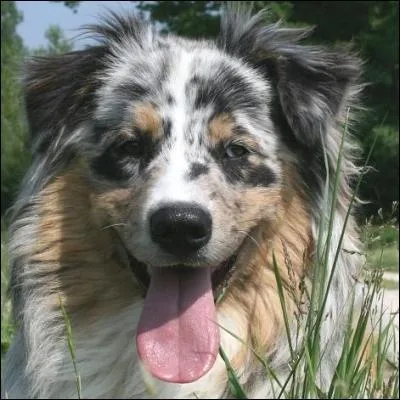 De quelle race de chien s'agit-il ?