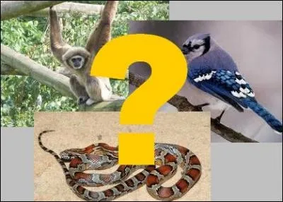 Qu'est-ce qu'un gibbon ?