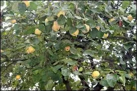 Comment s'appelle l'arbre fruitier produisant le coing ?