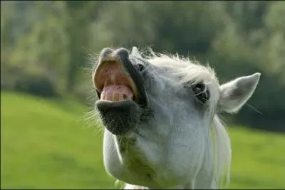Tu passes devant le box d'un nouvel arrivant, et celui-ci,  ton passage retrousse le bout du nez :