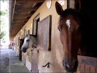 Depuis quelque temps, le cheval du 3me box en partant de la droite (je sais plus quoi inventer ! ) grince des dents :