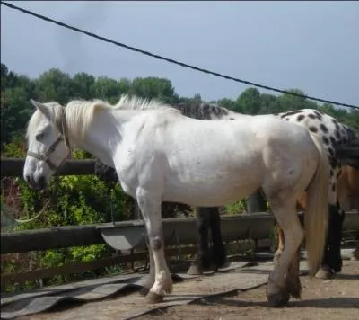 Tu vas chercher le cheval que tu dois monter au pr, et tu le trouves immobile, les yeux  demi ferms :