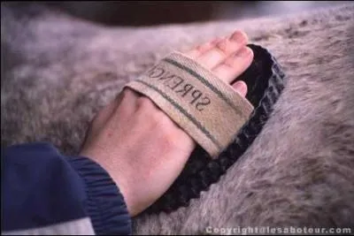 Pendant que tu es en train de le panser, ton cheval se met  te renifler et  pincer tes vtements avec les lvres. Que veut-il faire ?