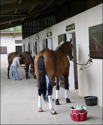 Pendant que tu le panses, ton cheval se met  serrer la queue entre ses jambes :