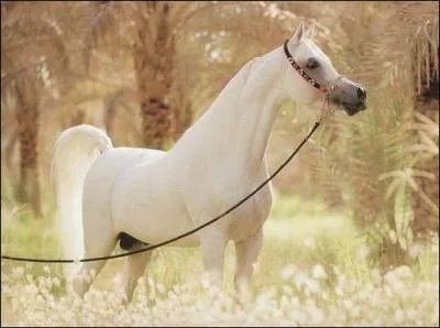 Alors que tu es en train de marcher au pas dans le mange, tu remarques que ton cheval a la queue haut porte :
