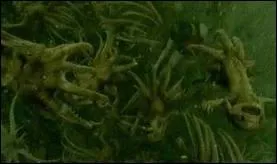 Comment s'appelle cette crature ?