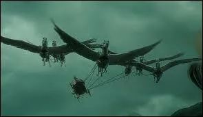 Comment s'appellent ces chevaux ?