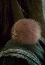 Quel est cet animal ?