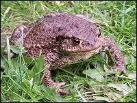 Quel nom porte le bb du crapaud ?